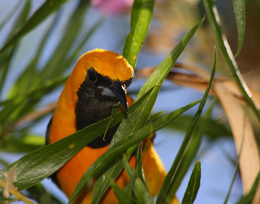 Hooded Oriole Photograph