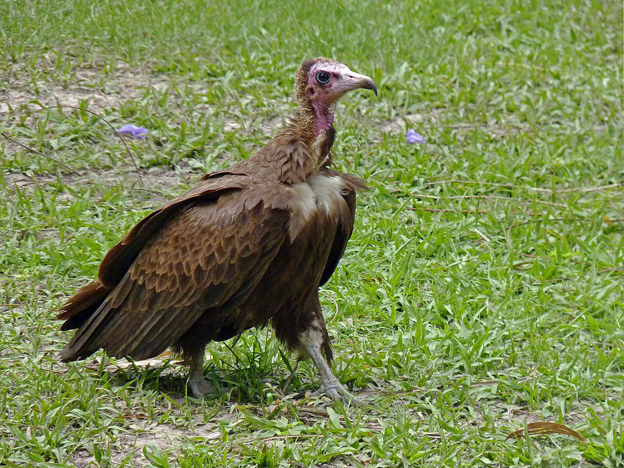 Hooded Vulture Photograph by Tony Murtagh