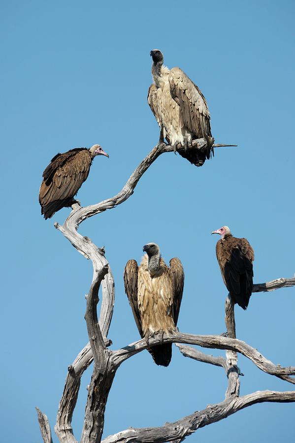 Tree Photograph - Hooded Vultures And Lappet Faced Vultures by Steve Allen/science Photo Library