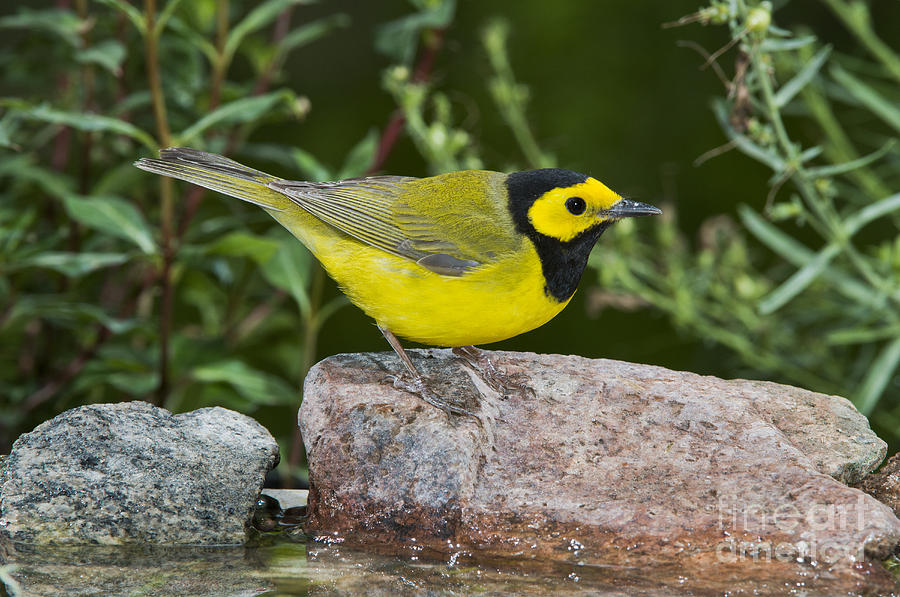 Warbler Photograph - Hooded Warbler by Anthony Mercieca