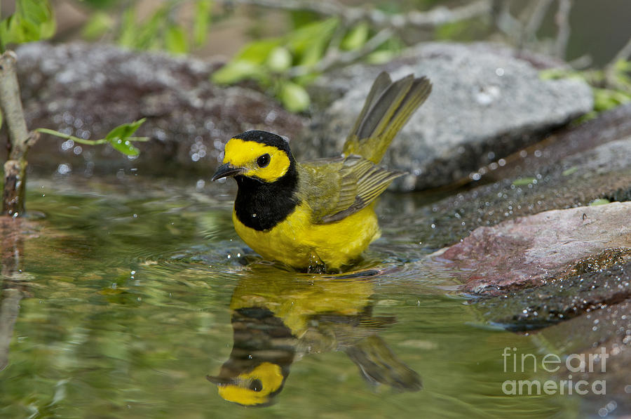 Warbler Photograph - Hooded Warbler Bathing by Anthony Mercieca