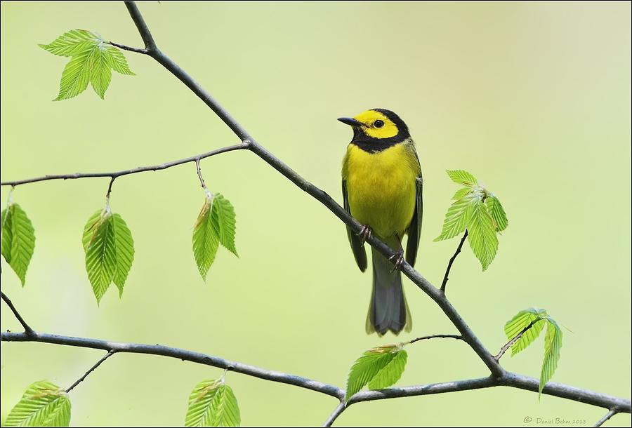 Cuyahoga Valley National Park Photograph - Hooded Warbler by Daniel Behm