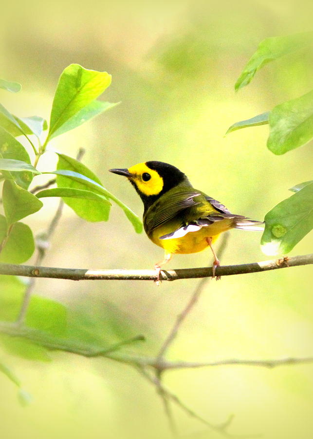 Hooded Warbler - IMG_9274-009 Photograph by Travis Truelove