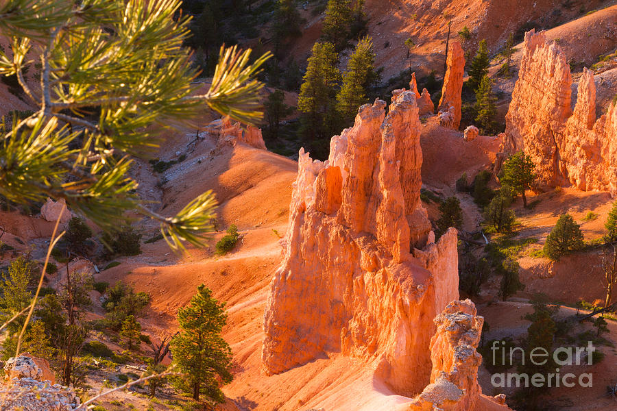Hoodoo from Sunset Point Bryce Canyon National Park Photograph by Dan Hartford