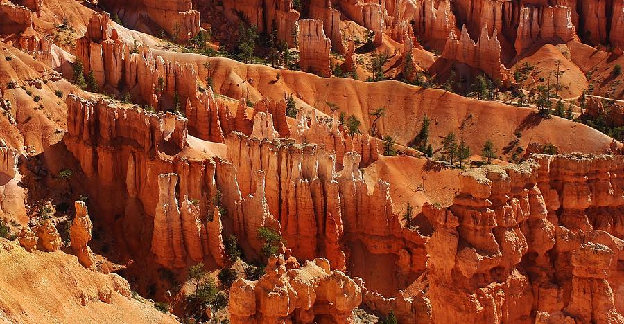 Bryce Canyon National Park Photograph - Hoodoos by Bruce Bley