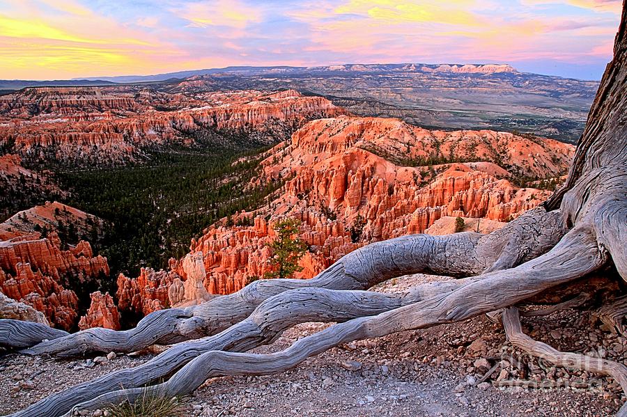 Hoodoos In The Canyon Photograph by Adam Jewell