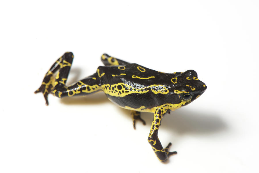 Hoogmoed Harlequin Toad Photograph by Louise Murray/science Photo Library