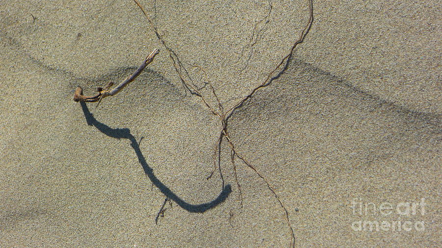 Hook wishbone Photograph by Nora Boghossian