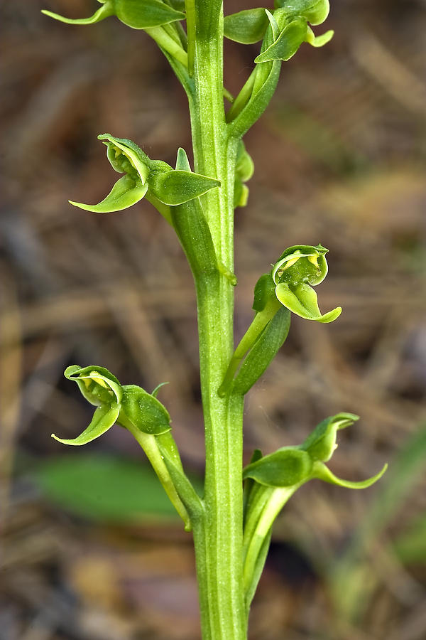 Hookers Rein Orchid Photograph by Hal Horwitz