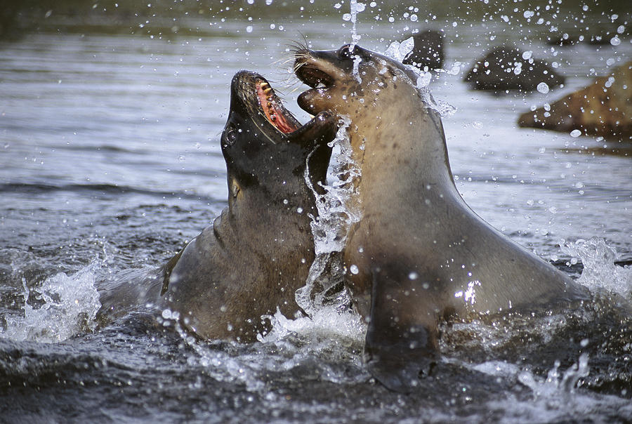 Hookers Sea Lion Cow And  Bull Sparring Photograph by Tui De Roy