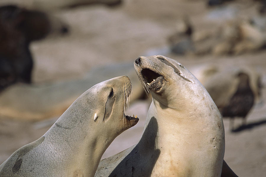 Hookers Sea Lion Females Fighting Photograph by Tui De Roy