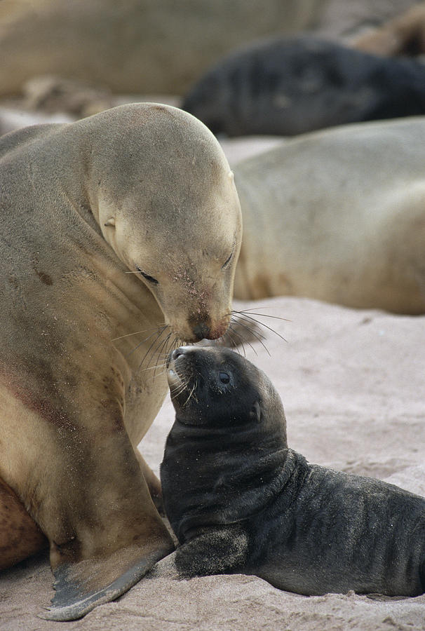 Hookers Sea Lion Mother Nuzzling Pup Photograph by Konrad Wothe