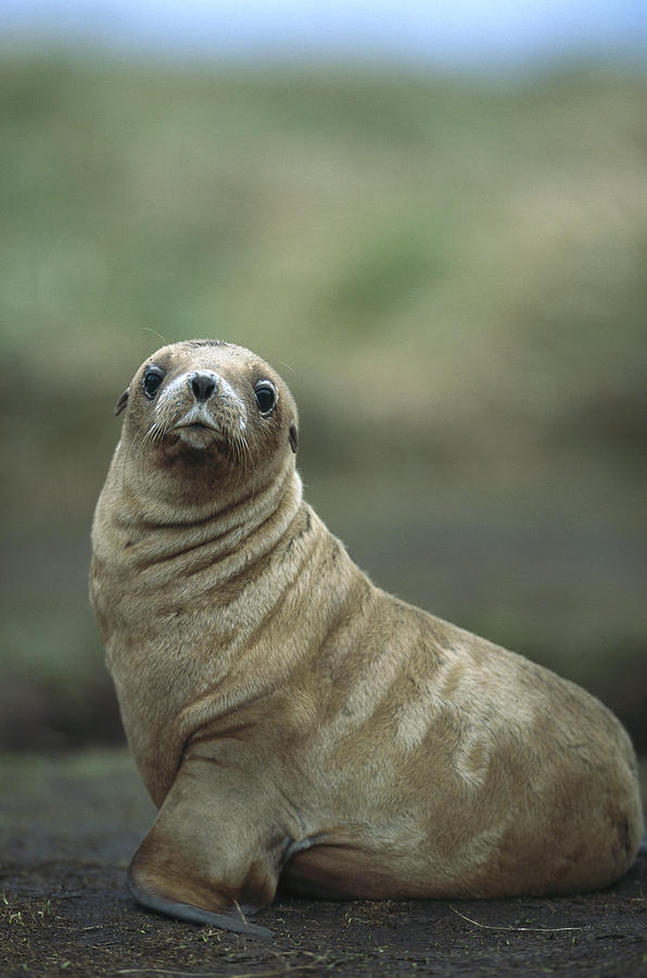 Hookers Sea Lion Pup Enderby Island Photograph by Tui De Roy
