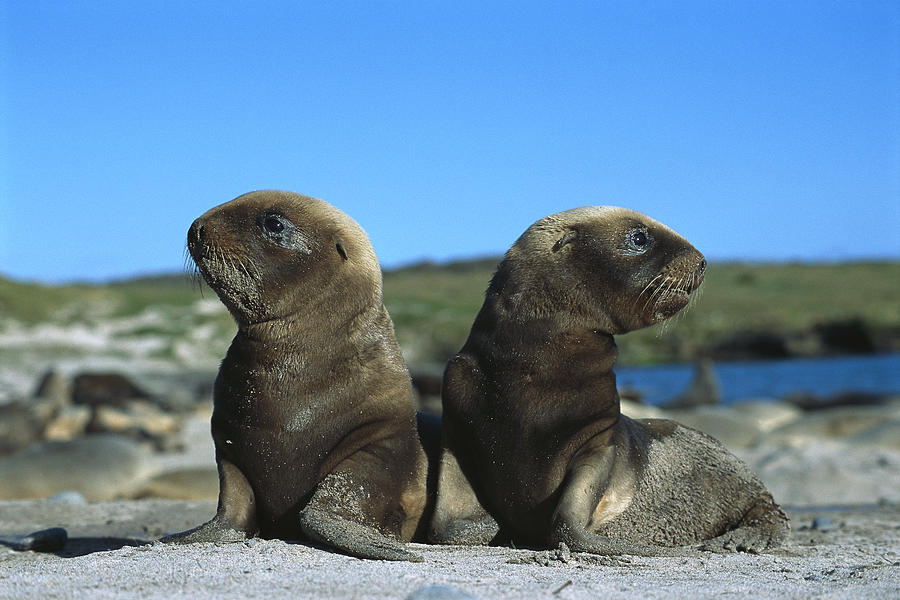 Hookers Sea Lion Pups Playing Enderby Photograph by Tui De Roy