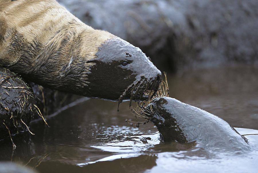 Hookers Sea Lion Pups Playing In Peat Photograph by Tui De Roy
