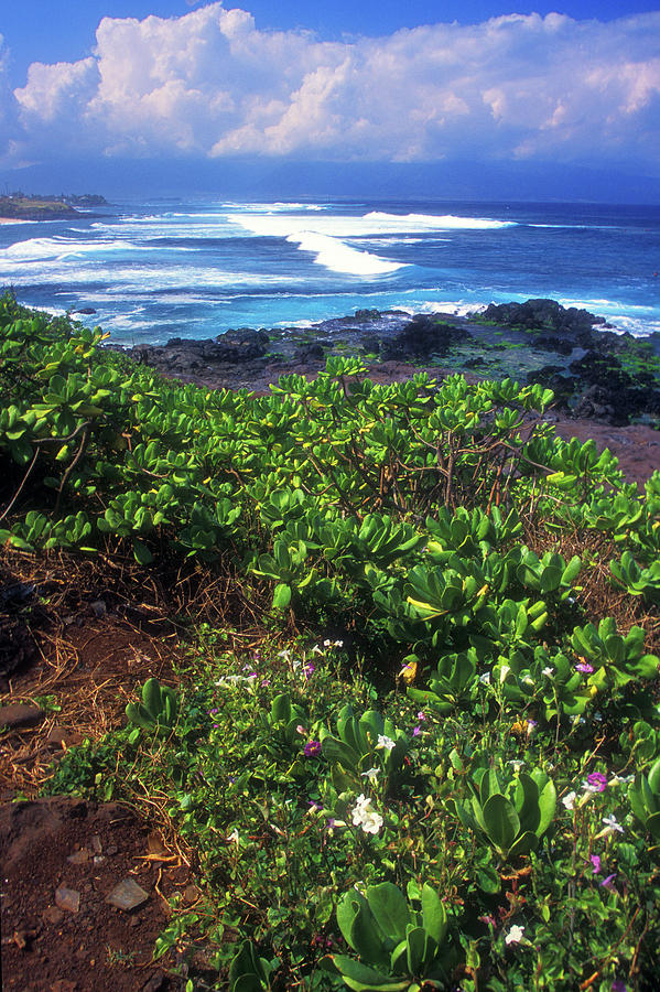 Hookipa Beach Flowers Maui Hawaii Photograph by John Burk