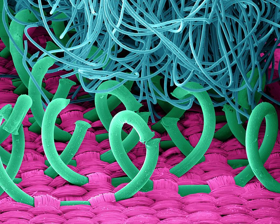 Hooks And Loops Fastener Photograph by Clouds Hill Imaging Ltd/science