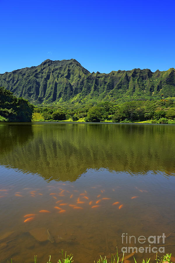 Hoomaluhia Botaniocal Garden Waokele Pond With Koi Fish Photograph by Aloha Art