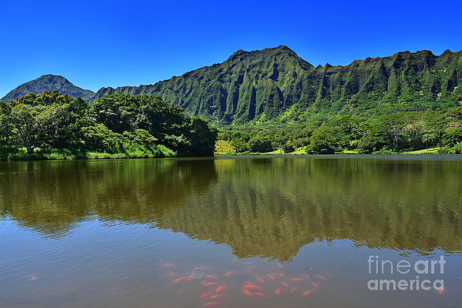 Hoomaluhia Botaniocal Garden Waokele Pond With Koi Fish Wide Photograph by Aloha Art