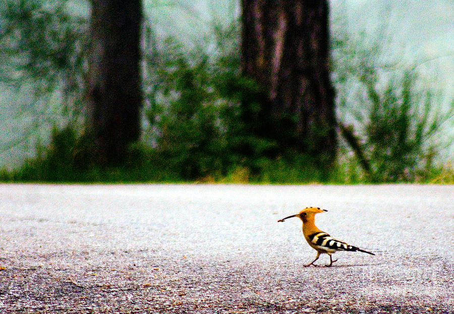 Wildlife Photograph - Hoopoe by Tim Holt