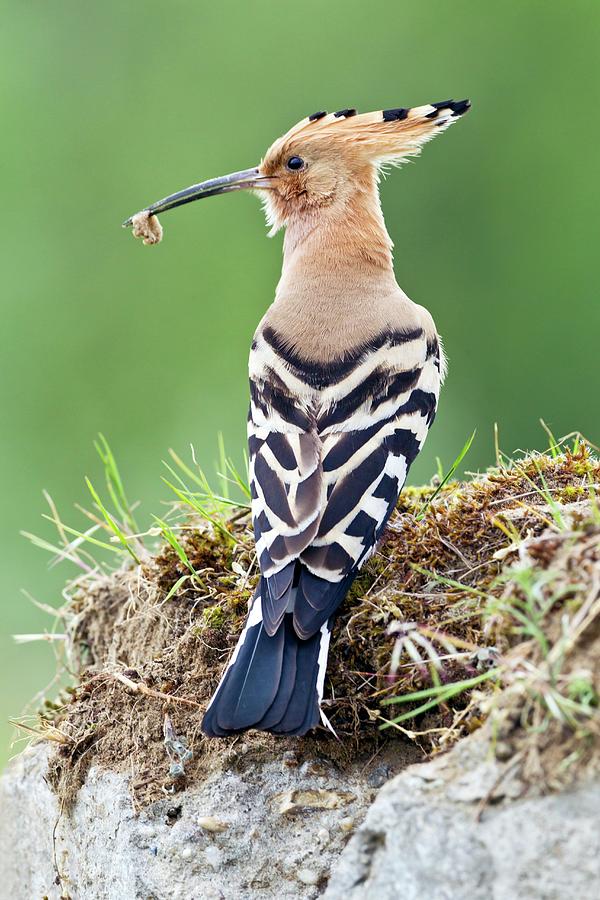 Hoopoe With An Insect In Its Beak Photograph by John Devries/science Photo Library