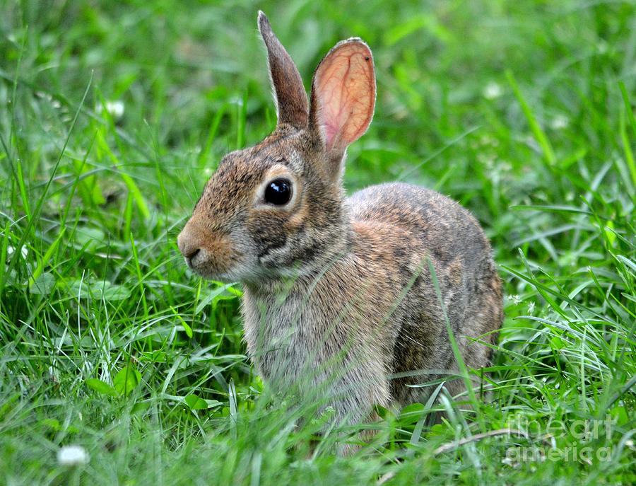 Hoosier Bunny Photograph by Charles Trinkle - Fine Art America