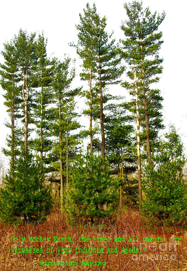 Hoosier Pines Photograph by Gary Richards