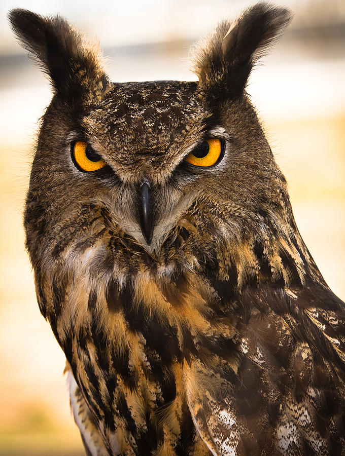 Owl Photograph - Hoot by Annette Hugen
