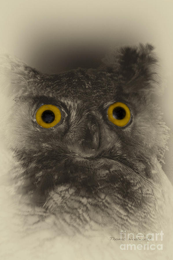 Animal Photograph - Hoot Sees You by Thomas Woolworth