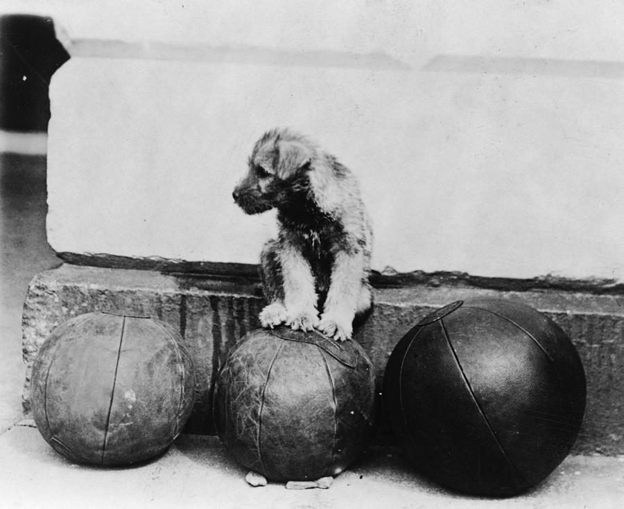 Ball Photograph - Hoover Medicine Ball, 1929 by Granger
