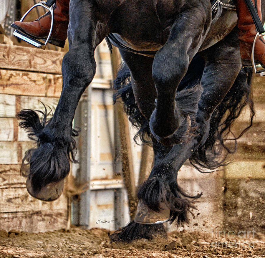 Hooves and Feathers of Friesian Stallion Tonjes 459 Sport  Photograph by Lori Ann  Thwing