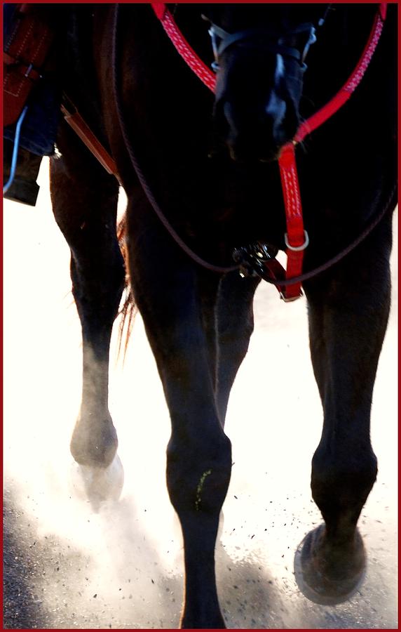 Hooves Arena Dust 14358 Photograph
