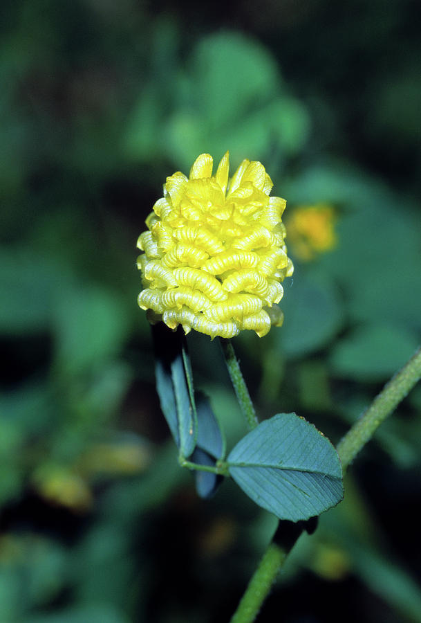 yellow hop clover