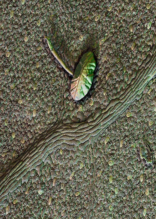 Trichome leaf