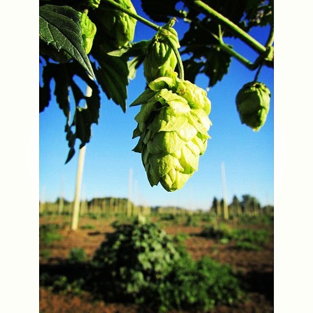 Beer Photograph - #hop #oregonhops #brew #oregonbrew by Melissa  Beck