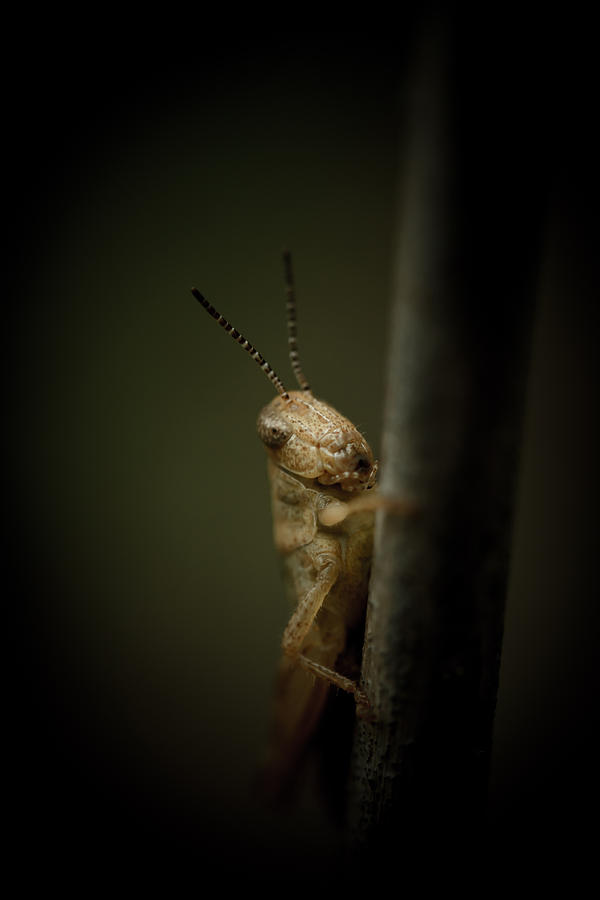 Grasshopper Photograph - hop by Shane Holsclaw