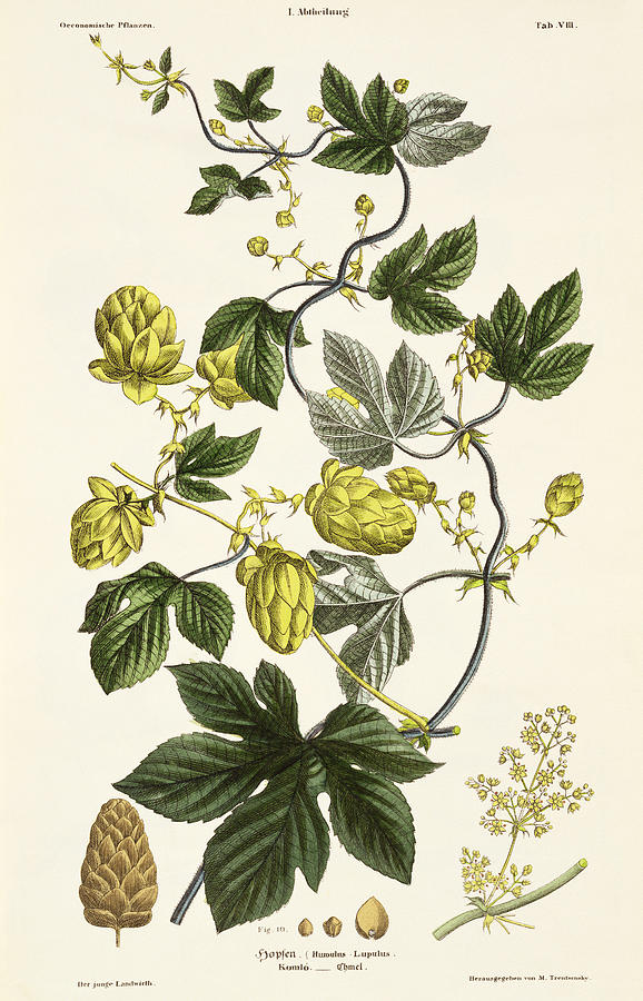 Beer Drawing - Hop Vine From The Young Landsman by Matthias Trentsensky