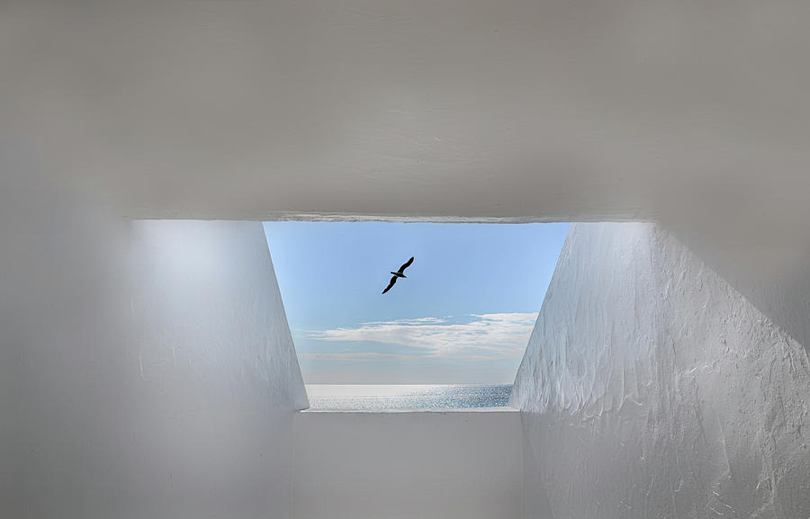 Seagull Photograph - Hope by Anita Palceska
