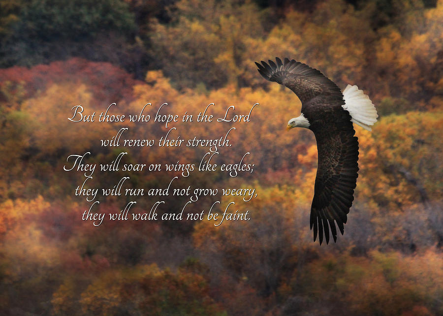 Eagle Photograph - Hope in the Lord by Lori Deiter