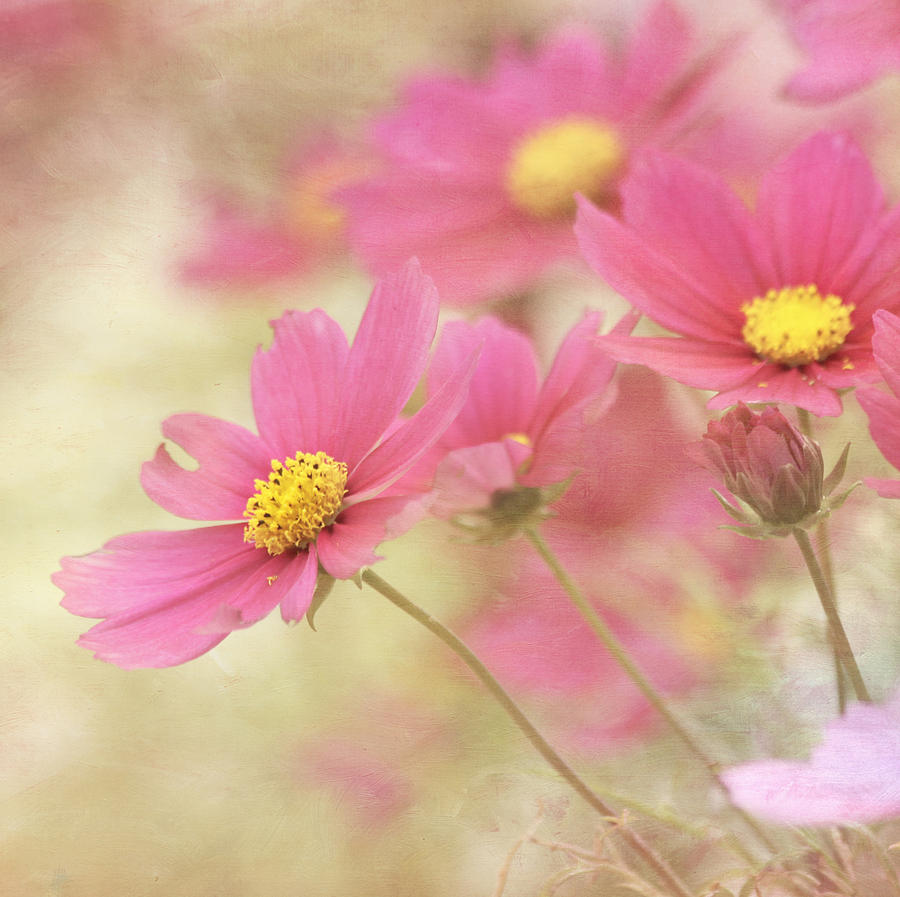 Flower Photograph - Hope by Kim Hojnacki