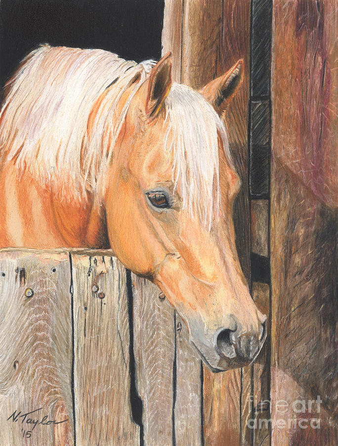 Horse Drawing - Hope by Nichole Taylor