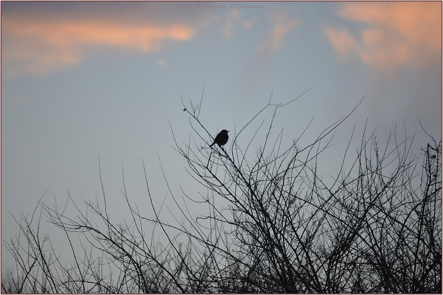 Bird Photograph - Hope Perched  atop by Sonali Gangane
