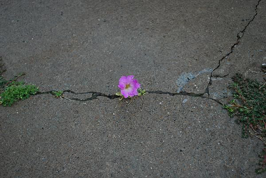 Hope Springs Eternal Photograph By Michelle Robison Fine Art America