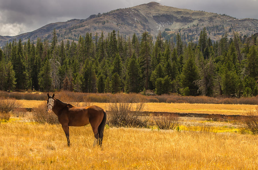 Hope Valley Horse Photograph by Marc Crumpler