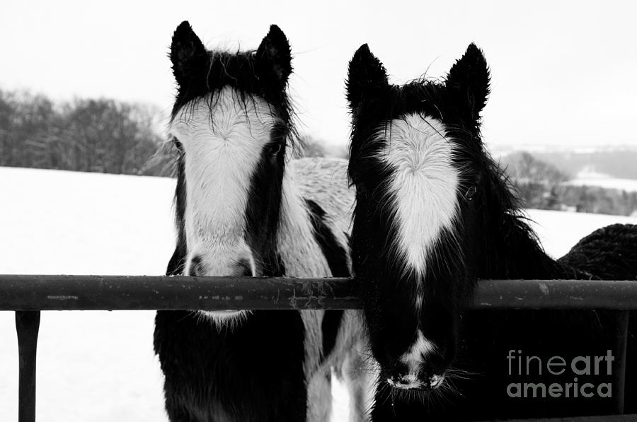 Hopeful Photograph by Anne Gilbert - Fine Art America