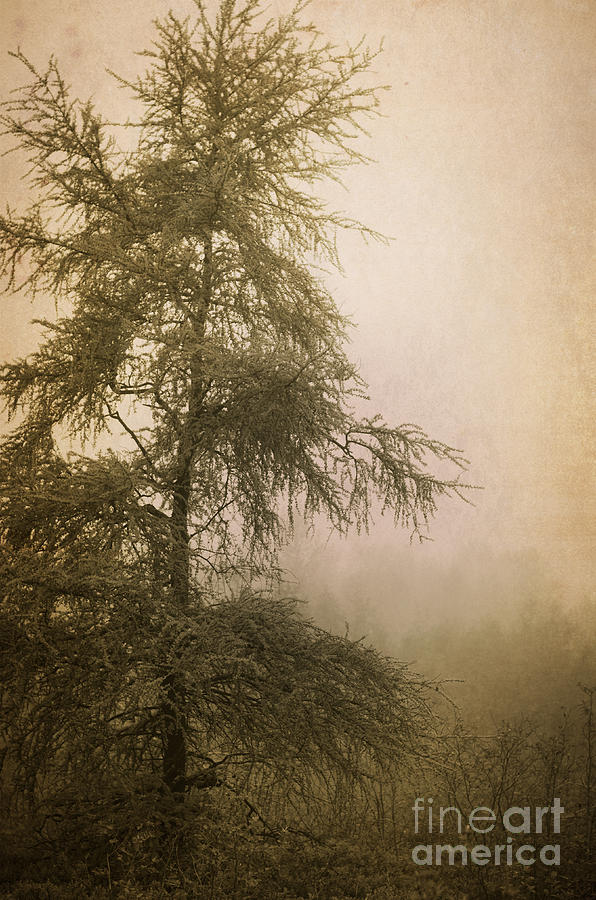 Tree Photograph - Hopeful by Tiffany Rantanen