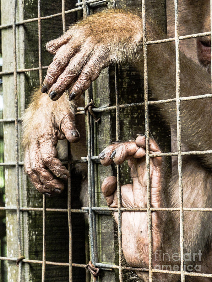 Monkey Photograph - Hopeless by Will Cardoso