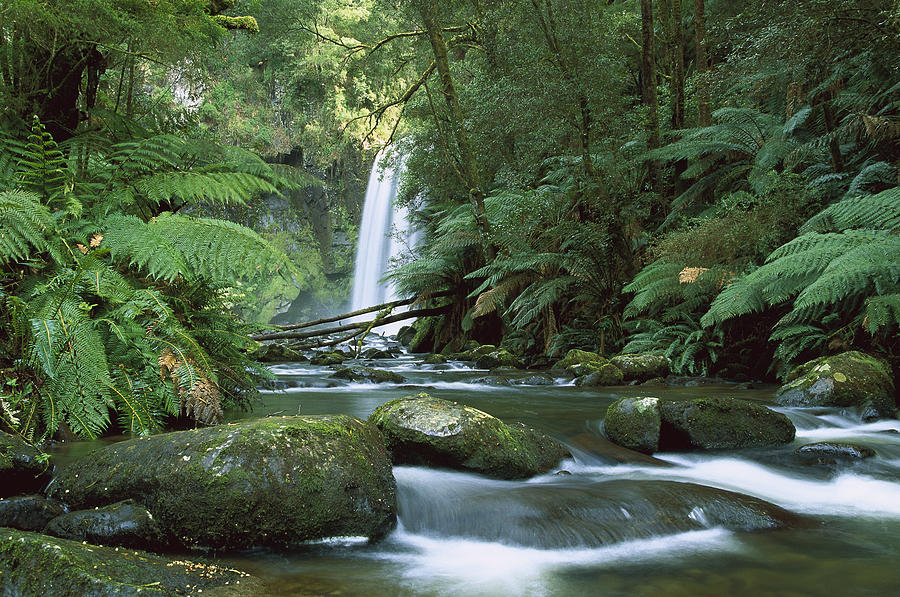Hopetoun Falls In The Rainforest Photograph by Konrad Wothe