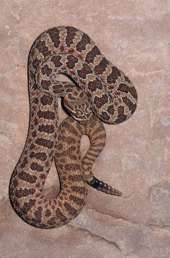 Hopi Rattlesnake Photograph by Karl H. Switak