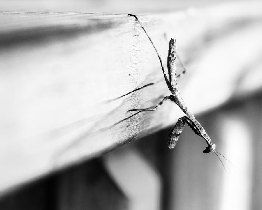 Praying Mantis Photograph - Hoping for Big Things by Zachary Hitchcock Praying Mantis Photograph - Hoping for Big Things by Zachary Hitchcock